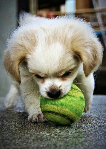 small dog playing with ball